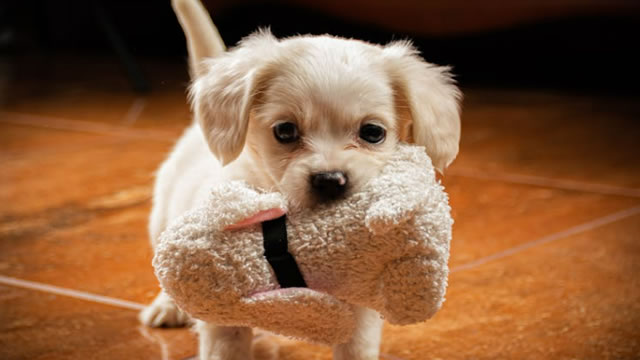 Chewy Stock Fetches Support For Online Leader Amid 'Recession-Resilient' Pet Spending